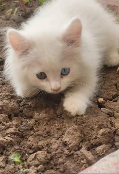 Persian kitten cat available