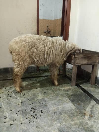 dasi chatra for sale