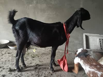 dasi nasal bakri or ek bacha hai sath 2 month ka for sale