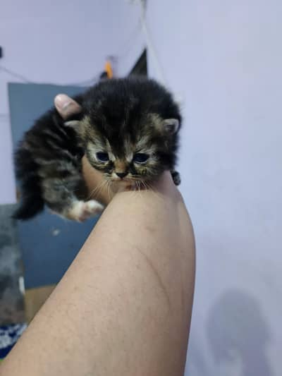 PAUNCH FACE KITTEN FOR SALE