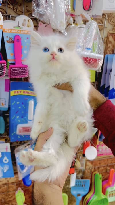 Pure Quality Persian Kitten | 45 Days Old | Royal Pets FSD