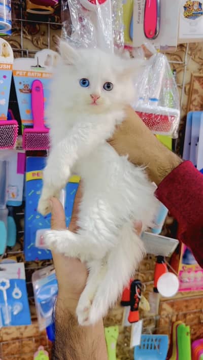 Persian male cat available for new home