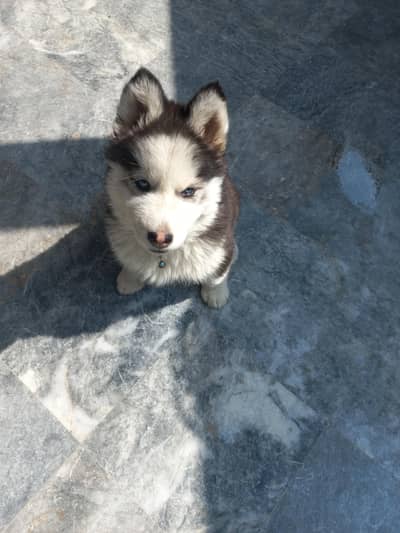 siberian husky pup