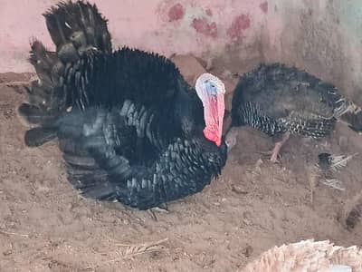 more for sale rabbits and hens and dog of white retarvir . . . . more  pai