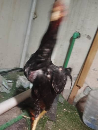 shamo bread best no quality egg laying urgent sell