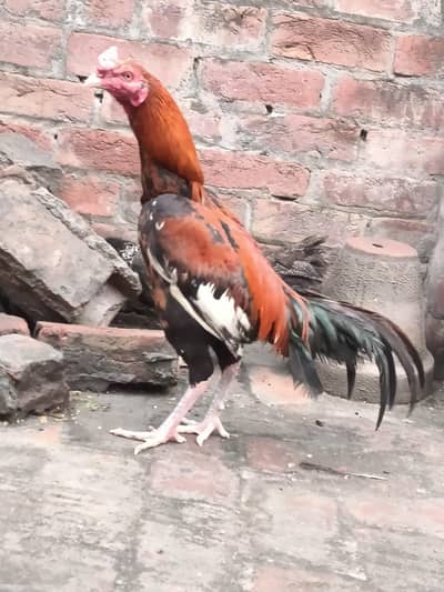 Aseel Pair Available