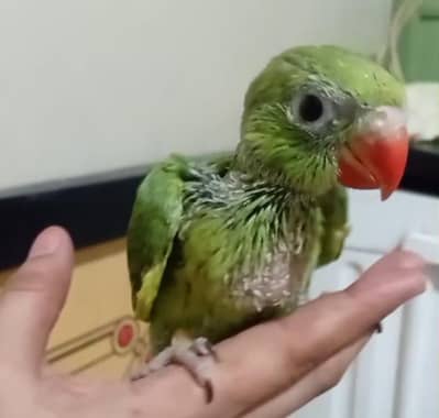 Green ringneck or pineapple chick