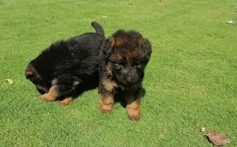 German Shepherd puppy pair male and female long coat for sale