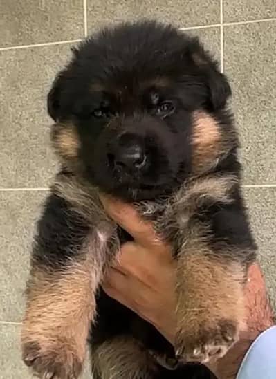 German Shepherd puppy mail long coat for sale