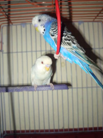 Australian budgies