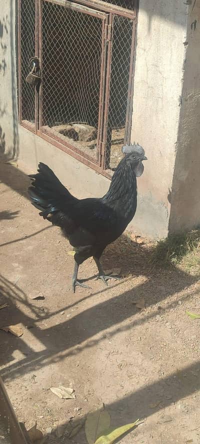 Ayam cemani pair