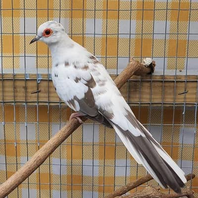 dove goromo double flower spangle rainbow budgies chicks pair cocktail