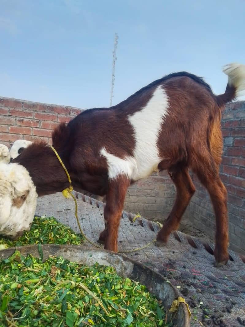 bakra 1