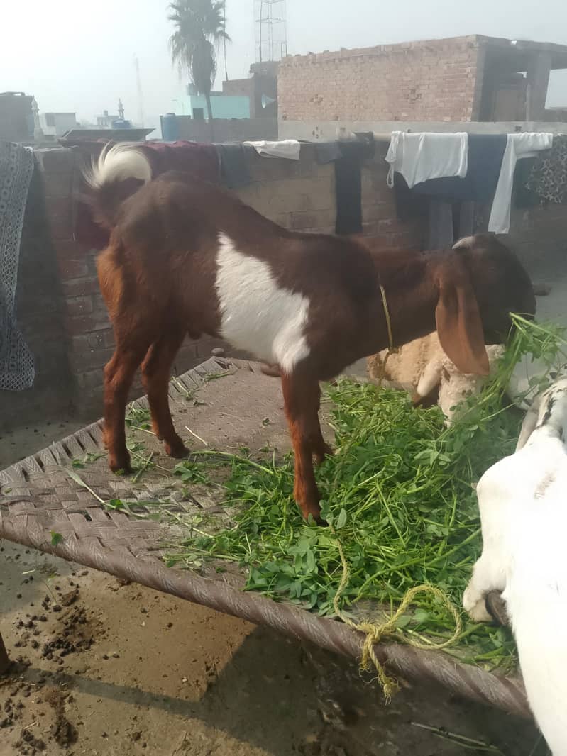 bakra 3