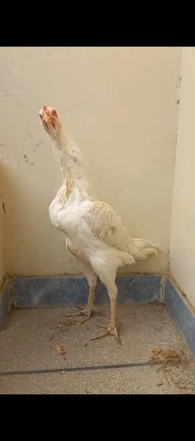 Paper white shamo female