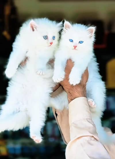 Cat Persian Persian kittens Blue eyes long hair 03/40\58/786\97