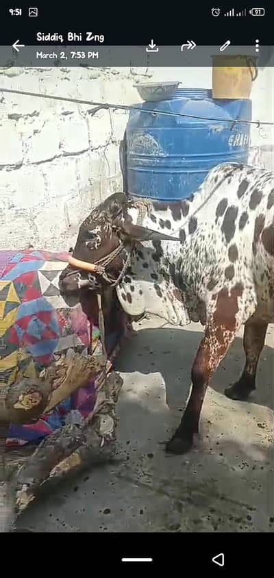 do dant ki bachiia he  jis ko leni he rabta Keri