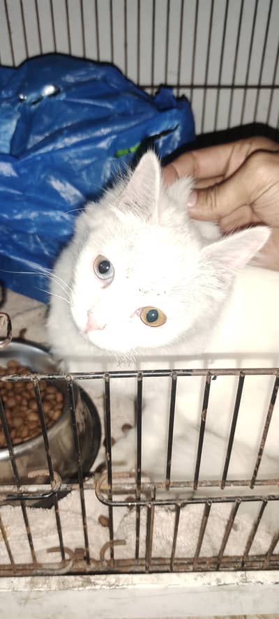 bahtrern cat double color eyes blue and brown