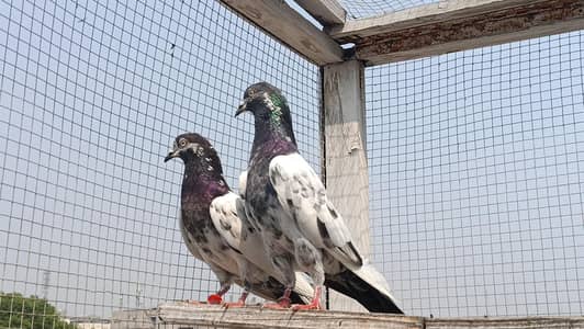 Vvip Teddy  Resulted Pair