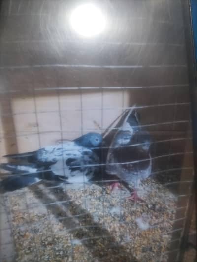 kabotr you 03054000566