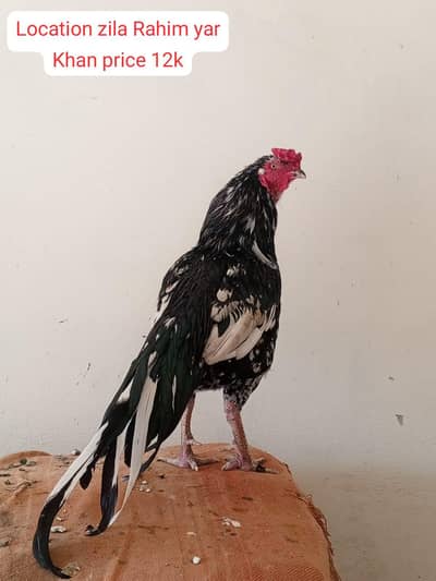 mianwali murga chors naliyon mein murga