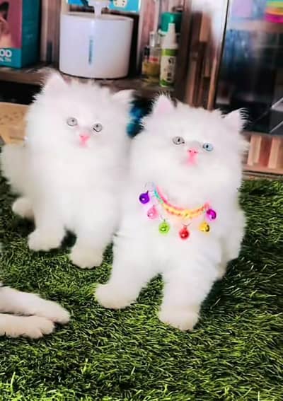Cat Persian Persian kittens Blue eyes long hair 03/40\58/786\97}⁠:⁠‑⁠)