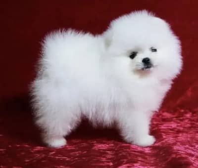 Pomeranian puppies for sale 2 month age Whatsapp no 03490036896