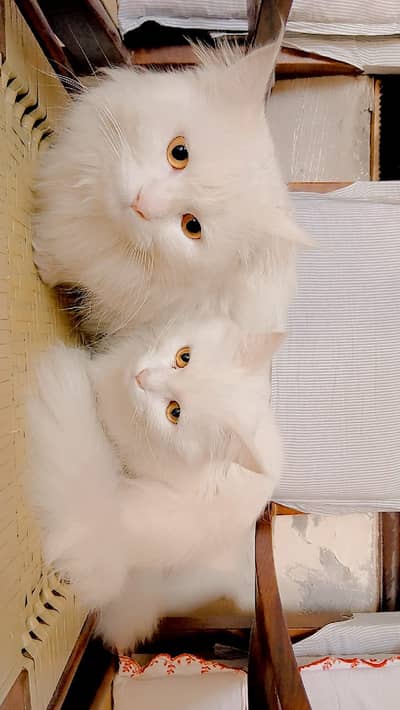 White Persian Cat - 100% Doll Face