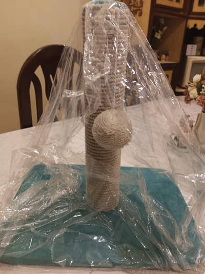 adult female cat and kittens