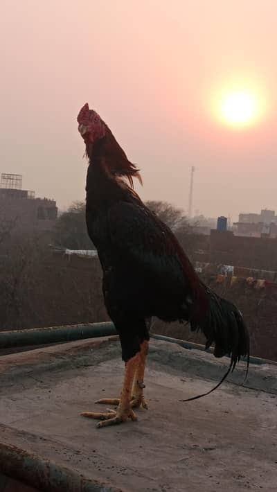 aseel murga bhatreen quality