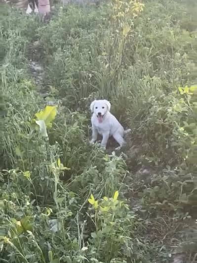 British Labrador 2 Months puppy