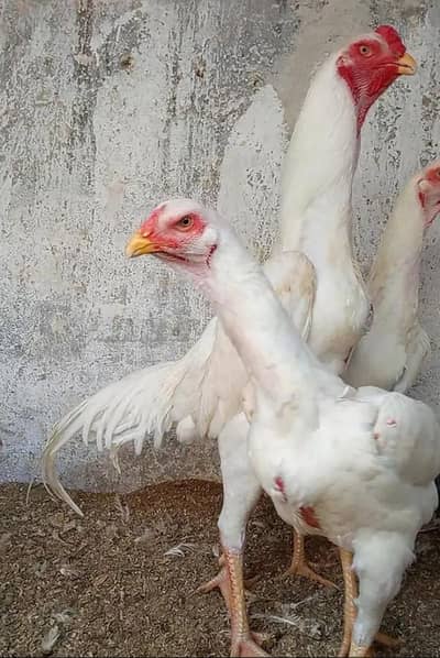 1 pair shamo paper wite