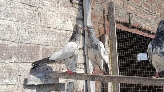 Teddy Resulted Bache