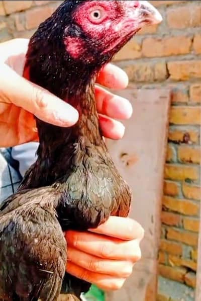 aseel lasani mianwali mushki madi