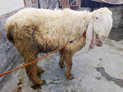 full active ha or Pyar b ha