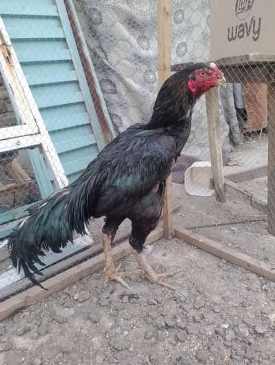 Imported bird for sale