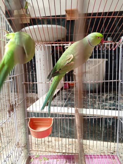 Green neak Brider pair