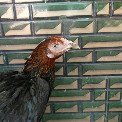 Aseel Female for sale