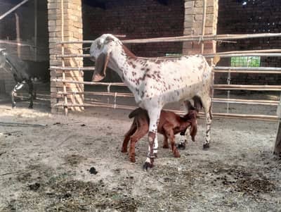 گبھن یا تازہ سوئی ہوئی دو نر بچوں کے ساتھ بکری چاہیے دوگلی