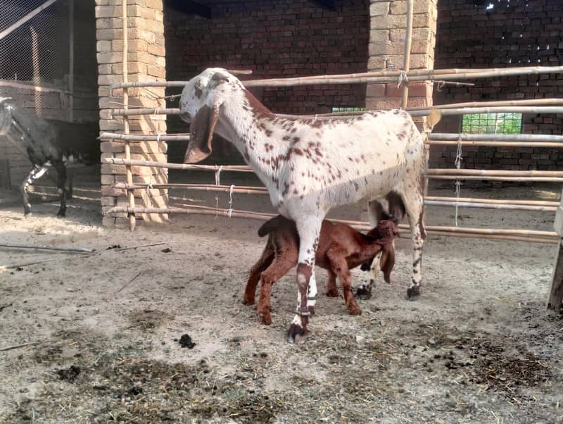 گبھن یا تازہ سوئی ہوئی دو نر بچوں کے ساتھ بکری چاہیے دوگلی 0