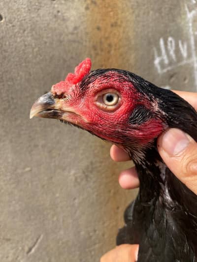 Aseel mushki mianwali