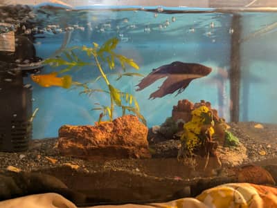 full betta fish setup for beginners