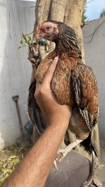 High Class Zero Size Original Meerthi Reza Style female