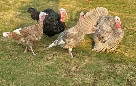 Turkey birds in quantity
