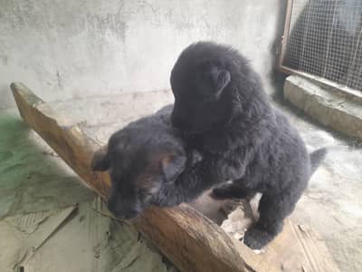 German Shepherds Female Pups