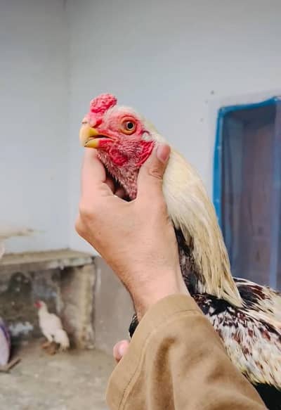 PARROT BEAK 03139874002