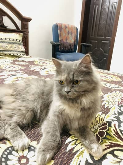Persian Mix Female