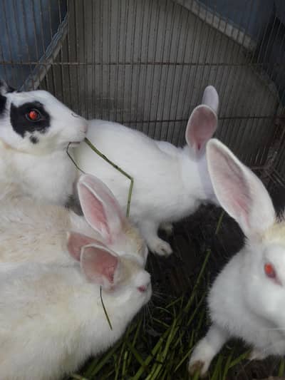 Rabbits for urgent sale.