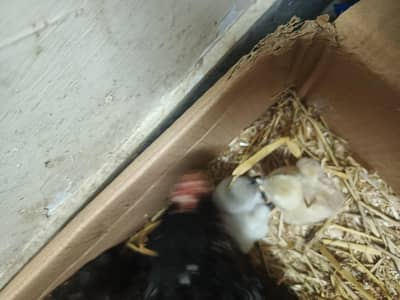 dragon blue black chicks. . . . . kurk hens available