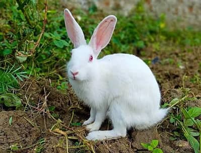 rabbits fors sale 3 pair